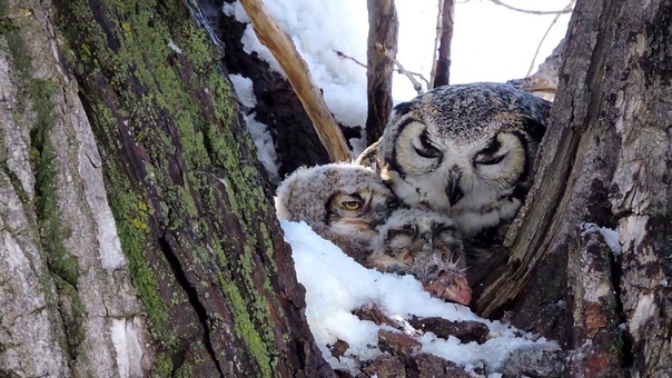 Mother Owl Feeding Her