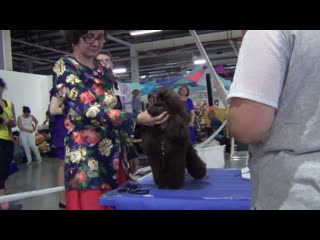 00026   Моно пуделей Челябинск 03,09,2017.Щенок той коричневый