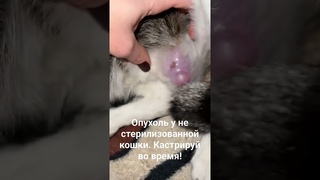 Опухоль. #кошкиндом #питомцы #ветеринар #курган #2024 #кастрация #стерилизация #кот #кошка #опухоль