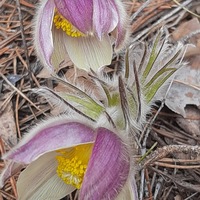 Наталья Шамсутдинова | Сосновка