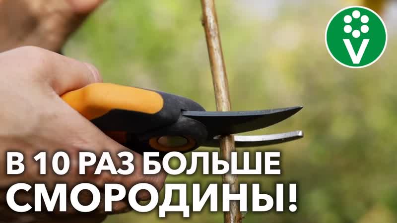 ВСЕ ЧЕРЕНКИ СМОРОДИНЫ БЫСТРО И ЛЕГКО УКОРЕНЯТСЯ, если
