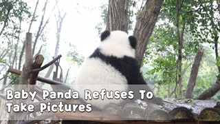Baby Panda Refuses To Take Pictures | iPanda