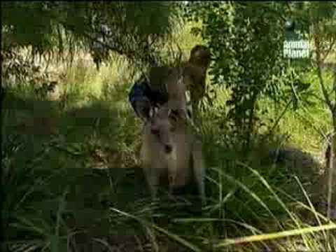 The Crocodile Hunter Diaries My Girls Part 2,