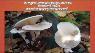 Говорушка дымчатая Clitocybe nebularis Химический состав Как избежать пищевых отравлений