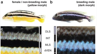 Melanochromis auratus - Morphological color change