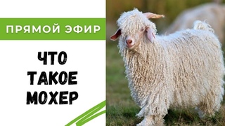 Мифы и правда о мохере