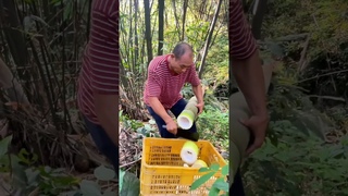 Cut Very Big Bamboo Shoot #farming #viral #bamboo #amazing #fruit #viralvideo #wildlife #bambooshoot