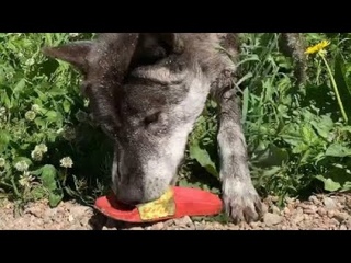 ВОЛК чуть не оттяпал мою ногу В пруду плавает ПОЛЯРНАЯ волчица Фурия