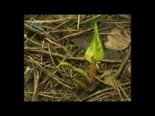 Весна. Апрель. Пробуждение растений
