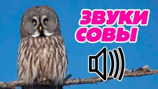 Звук совы: как кричит сова?