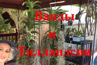 Посылка с испанским мхом. Тилландсии и ванда. Мы с вандой теперь подружки !-)))