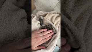 Уф я прям переживаю, ни разу не приручали #cat #котенок #котик #kitten #кот #cute #животные #котики