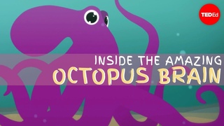 Why the octopus brain is so extraordinary - Cludio L. Guerra