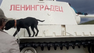 Рей & Chibo Абхазия Ленинградец КВ1 Блокада Ленинграда Жил Был Пес Музей Пса