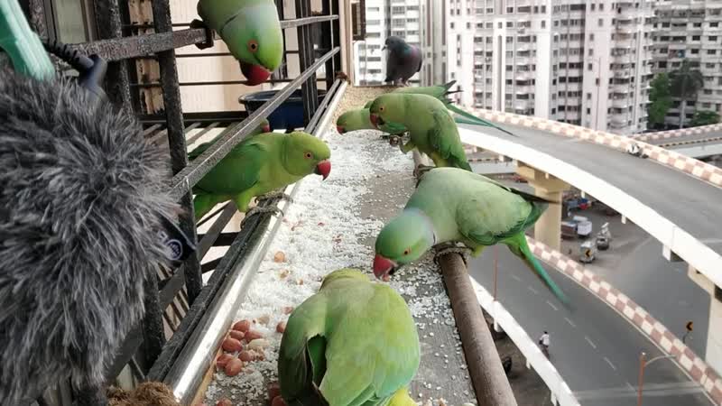 Bird feeding during coronavirus lockdown surat (india) on 25 March 2020 video