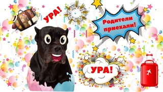 Собака кане корсо встречает родителей из Таиланда. #canecorso #dogs #собаки