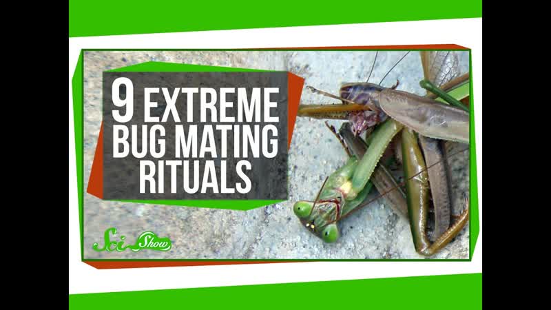 9 Extreme Bug Mating