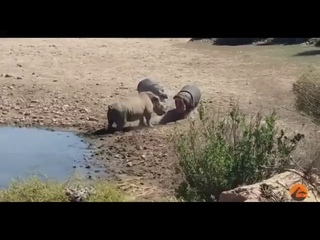 Бегемоты утопили носорога, помешавшего им у водопоя