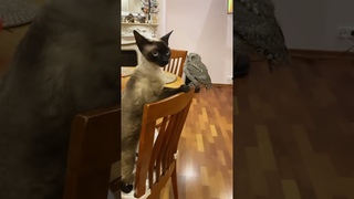 Сплюшка показала котам, кто в доме хозяин ) #owl #сова #сплюшка