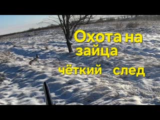 Охота на зайца, уверенный след.
