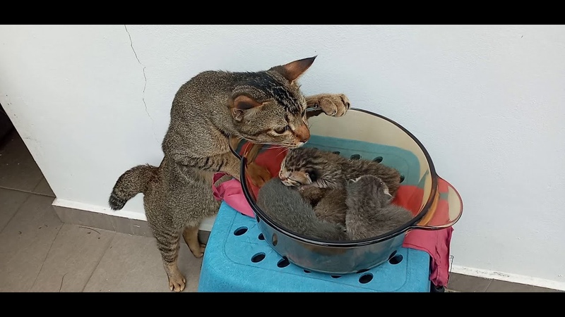 cats are 1114, and, the 3 Generation are 634, 486, 360 and Young lady grandchild 61, 112, 6 days