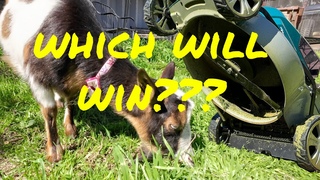 Goat vs battery mower