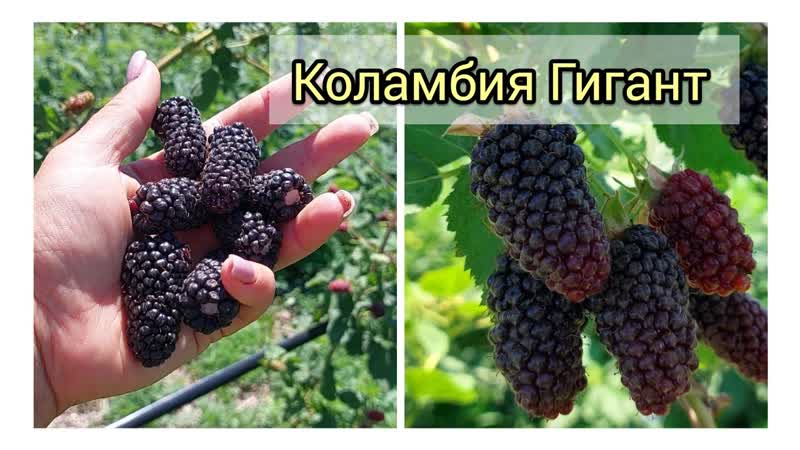 Ежевика Коламбия