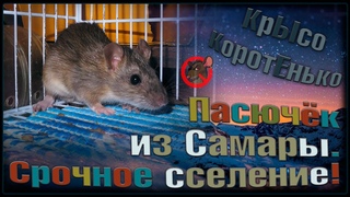Крысёнок из САМАРЫ!  Три стаи в одну. Сселение за один день!  Сэмик, Гарик, Рик.  (Wild Rats)