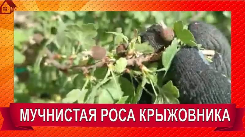 Мучнистая роса на крыжовнике. Такого вы еще не видели Что