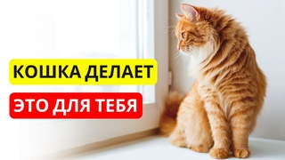 Как КОШКИ ЗАЩИЩАЮТ людеи каждыи день