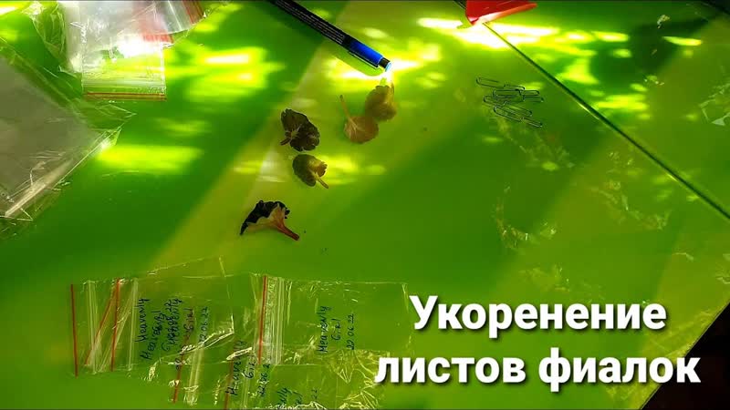Посадка листов фиалок полив балкона влог, цветочные