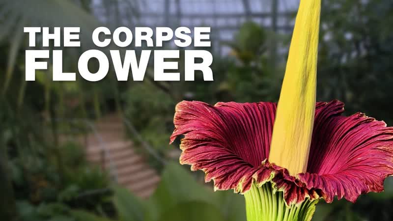 Why Corpse Flowers Smell like