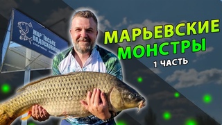 Карповая феерия: волнующие моменты и крупные карпы в одном видео. Первая часть.