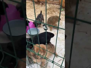 Нужна помощь щенкам, спасённым из усыпалки Гомeля! Нужны срeдства на корм и обработки. Ищeм им дом!