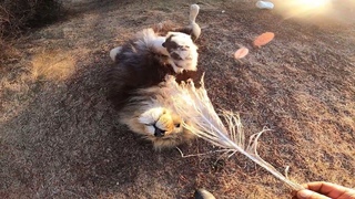 Какой милый котик!