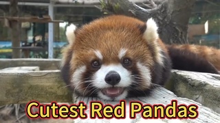Red Panda|Enchanting Red Pandas - Nature's Cutest Secret Revealed!#RedPanda