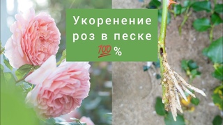 25. УКОРЕНЕНИЕ ЧЕРЕНКОВ РОЗ В ПЕСКЕ Часть 1 лёгкий способ #укоренениероз #розачеренками