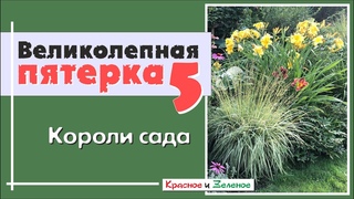 Пять самых шикарных многолетников для сада. Цветущие короли!