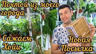 Новинки растений Хойи/ Почта по городу / Пересадка