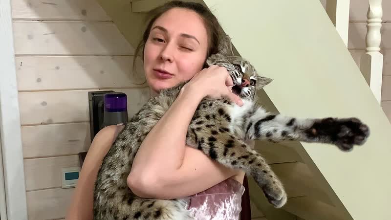 ДОБРЫЙ БОБКЭТ РУФУС, Пуссикэту понравилась Алиса, Луна