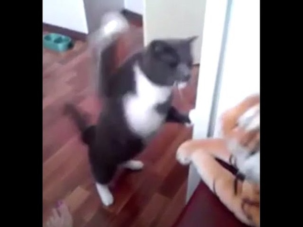 Funny Cat punching a toy tiger