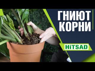УЖАС! ГНИЮТ КОРНИ ЗАМИОКУЛЬКАСА  СРОЧНОЕ ЛЕЧЕНИЕ И ПЕРЕСАДКА