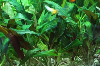 Криптокорина родственная - (Cryptocoryne affinis)