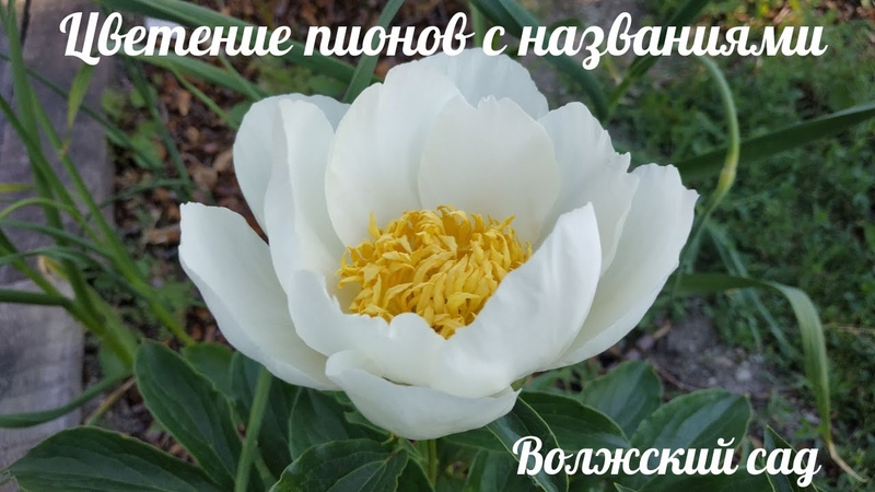 Цветение пионов 2022, с названиями