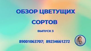 Мои цветущие сорта. Выпуск 3