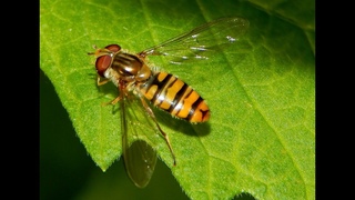 Мармеладная муха, Episyrphus balteatus (рус.)