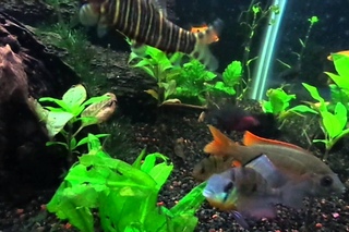 Чёрный барбус, или чёрный пунтиус (Pethia nigrofasciatus)