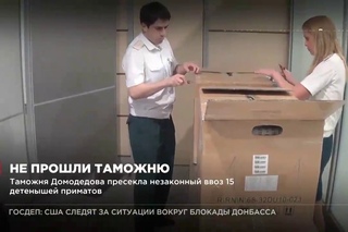 Таможня Домодедово пресекла незаконный ввоз 15 обезьянок
