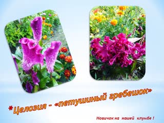 целозия