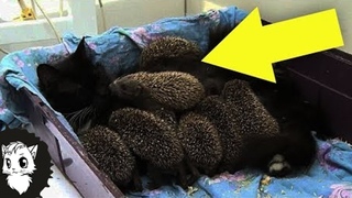 Она Родила... Но Среди Детенышей Оказались Не только Котята Белый кот